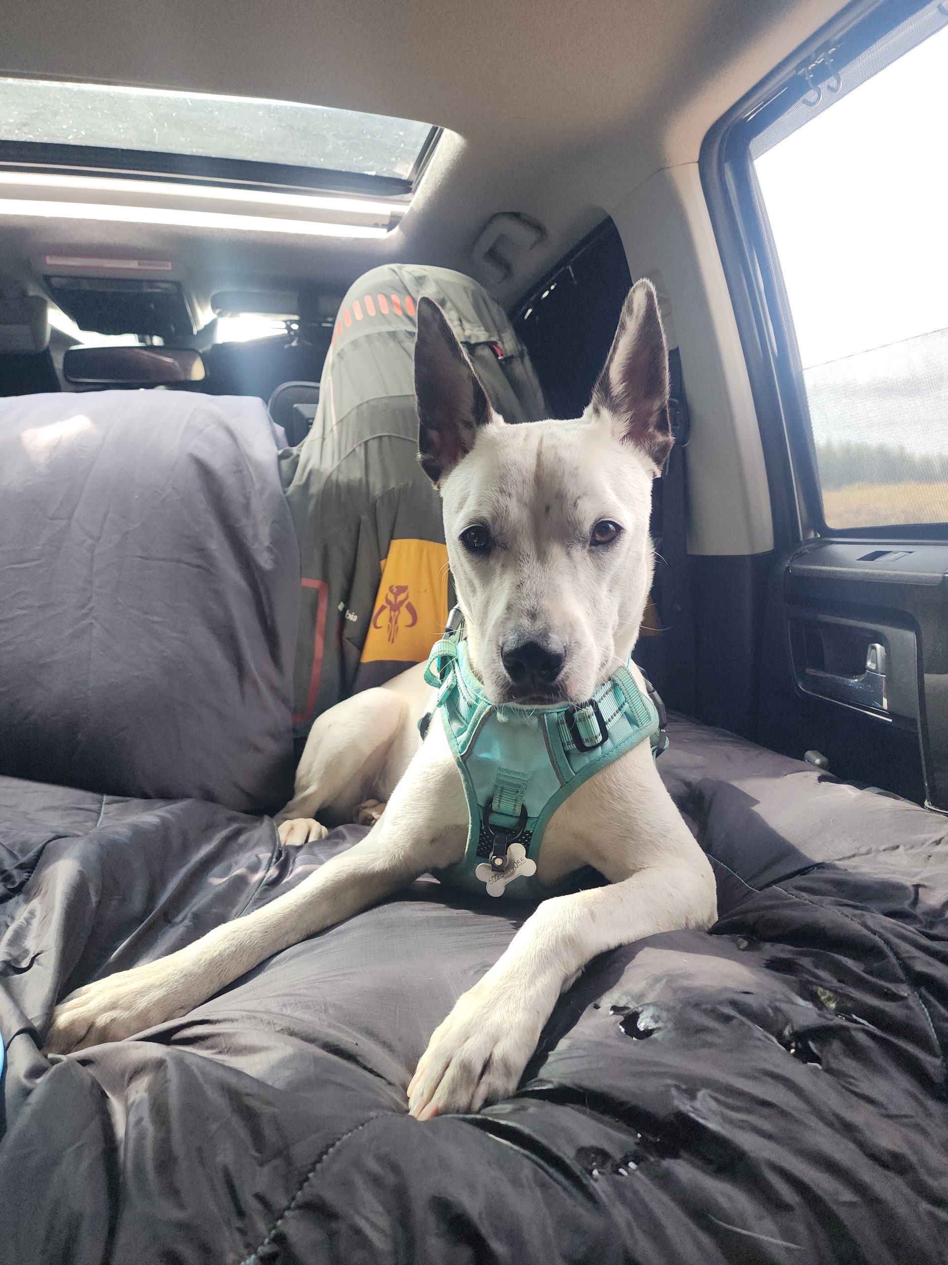 What It’s Like Car Camping With a 40-Pound Dog in My 4Runner