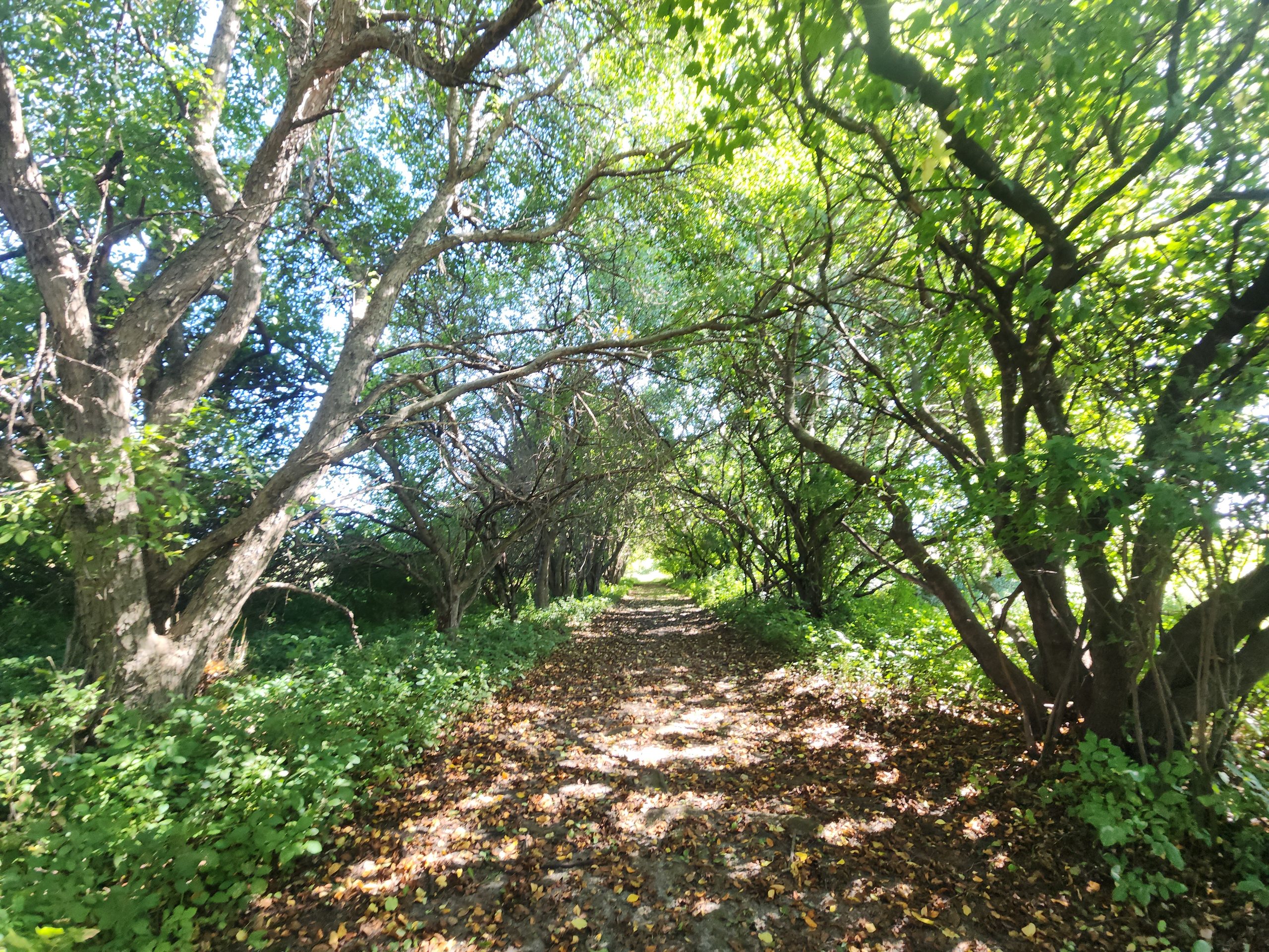 Minnesota Was Made for Long, Unhurried Nature Walks