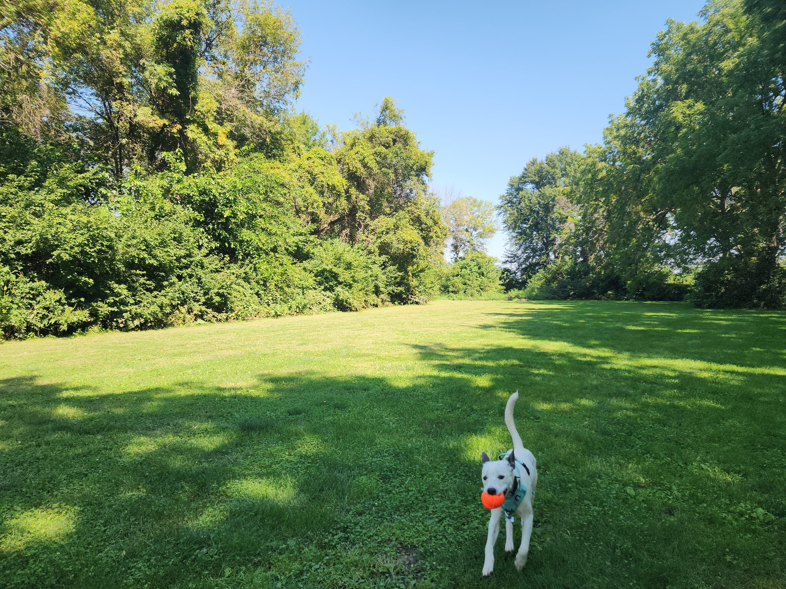 A Working Dog Without a Precise Job Description